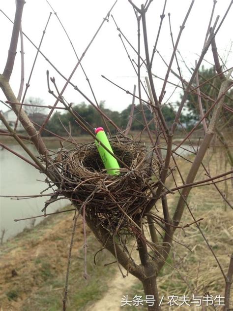 家裡有鳥窩|【家裏有鳥窩好嗎】家中發現鳥窩：風水吉兆還是凶兆？一次瞭解。